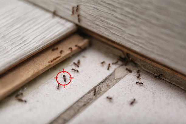 Reliable Lomira, WI Pest Control Solutions