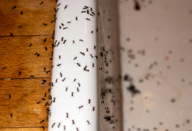 Best Mosquito Control Services  in Lomira, WI