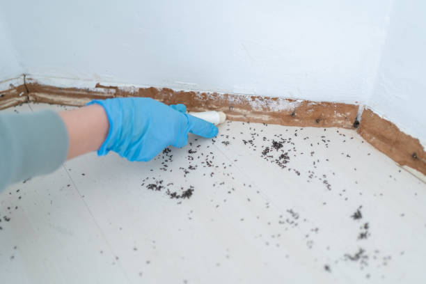 Best Flea Control Services  in Lomira, WI